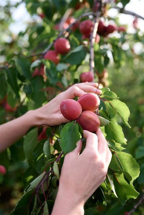 Myatts of Mockbeggar — Shrub London