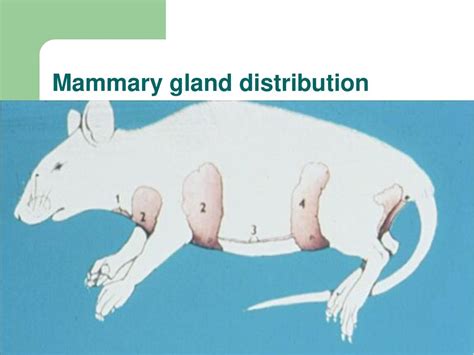 Rat Mammary Glands