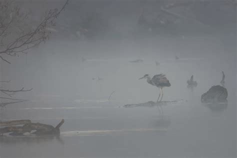 H Ron Cendr Dans La Brume Bireta Flickr