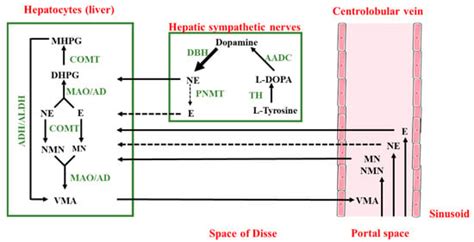 Cells Free Full Text The Role Of Catecholamines In Pathophysiological Liver Processes