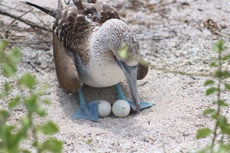 Tour Isla Lobos Agencia Darwin Scuba Dive Tours Diarios En Las