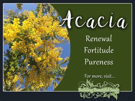 Acacia Meaning & Symbolism | Flower Meanings & Symbolism | Flower ...