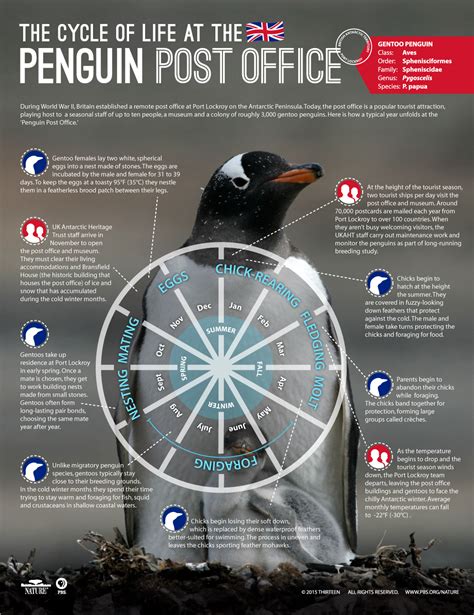 Penguin Post Office | Cycle of Life at the Penguin Post Office | Nature | PBS