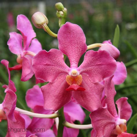 Papilionanda Chua Chu Kang 2015 Toh Garden Singapore Orchid Plant