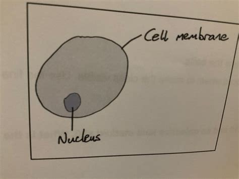 BIOLOGY EXPERIMENTS Flashcards Quizlet