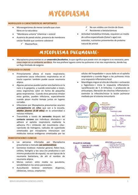 Mycoplasma Pneumoniae Genessis Lissete Bravo Argando A Udocz