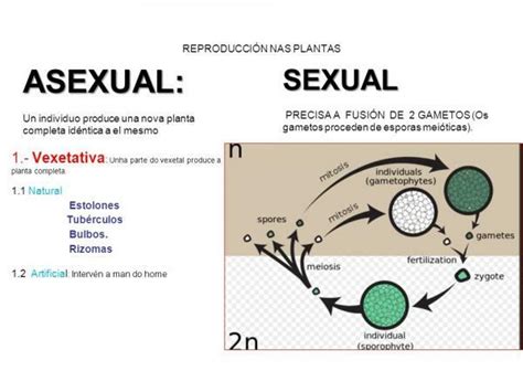 Types of plant reproduction