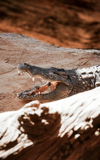 Premium Photo | Close-up of crocodile on rock