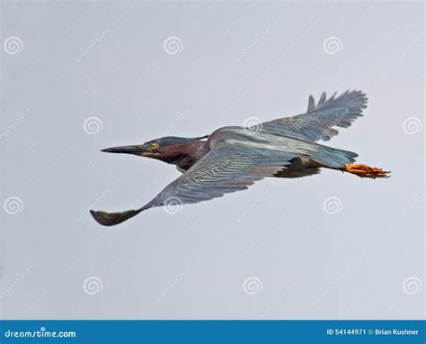 Green Heron in Flight stock image. Image of standing - 54144971