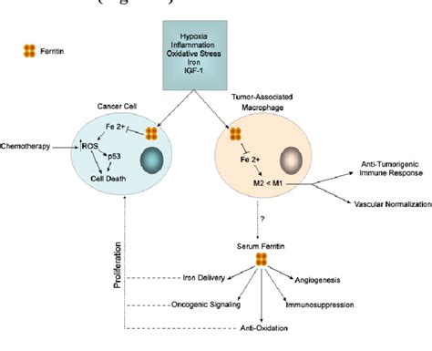 Figure From Role Of Ferritin In Immunity Inflammation And Malignancy