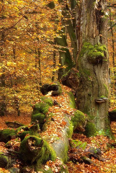 17 Best images about Ancient Beech Forest, Germany on Pinterest ...