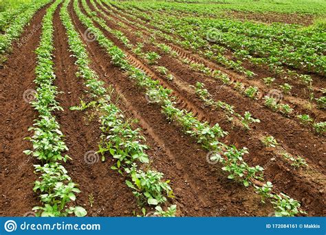 Culturas De Batata De Cultura Plantadas Em Linha Imagem De Stock