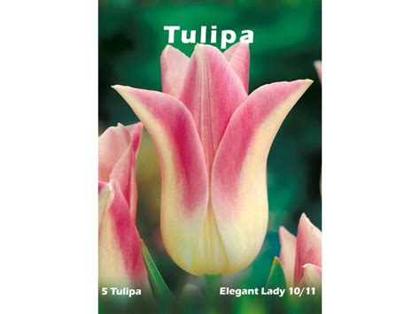 Tulipan Elegant Lady 5szt Kupuj W OBI