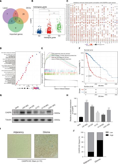 Astrocyte Cell Line Nha ATCC Bioz