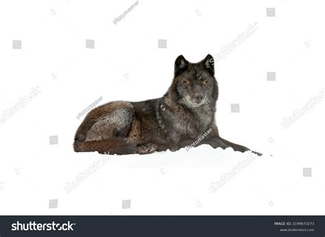 Black Wolf Lying Down