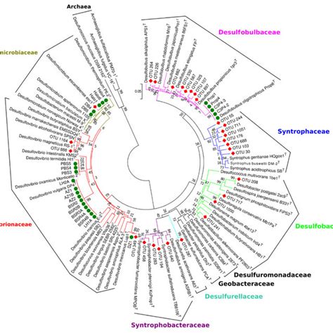 Evolutionary Dendrogram Constructed By The Neighbor Joining Method