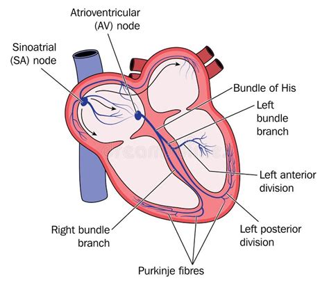 Human Heart Conduction System