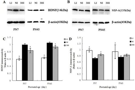 Protein Expression Levels Of BDNF And NSP A In The Pup Hippocampus On