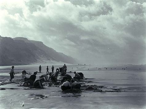 Collecting Toheroa Coastal Shoreline Te Ara Encyclopedia Of New Zealand