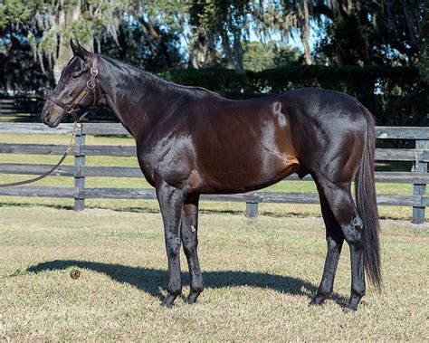 Ocala Stud Thoroughbred Stallion Farm