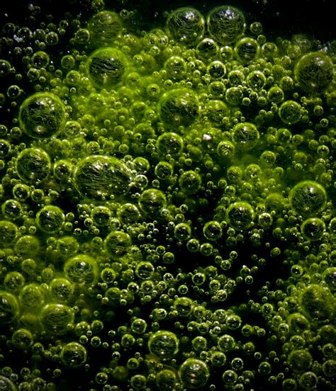 Green Algae – Sonoma Mountain Ecology Notes