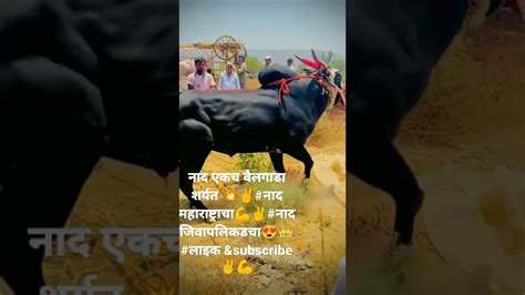 नाद एकच बैलगाडा शर्यत 💥 ️नाद महाराष्ट्राचा💪 ️नाद जिवापलिकडचा😍👑लाइक Andsubscribe ️💪 Youtube