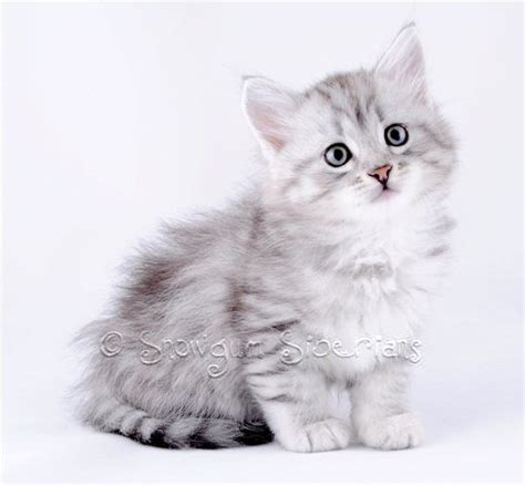 Silver Shaded Siberian Kitten Kittens Cutest Cats And Kittens Cute Cats Silver Tabby Kitten