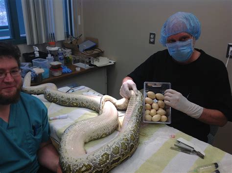 12-foot Burmese Python Recovers after 14 Eggs Removed from Reproductive