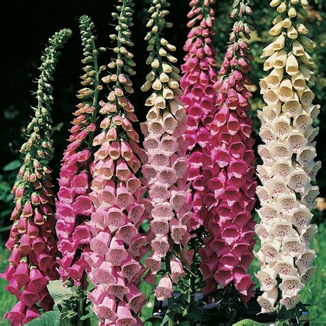 Foxglove Flower