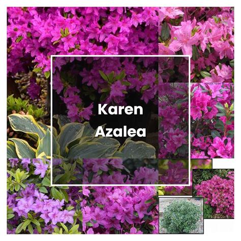 How To Grow Karen Azalea Plant Care And Tips Norwichgardener