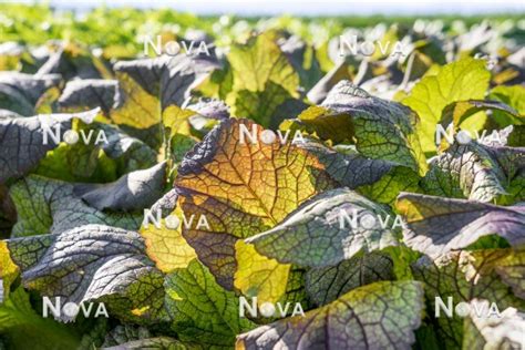 Brown Mustard Brassica Juncea