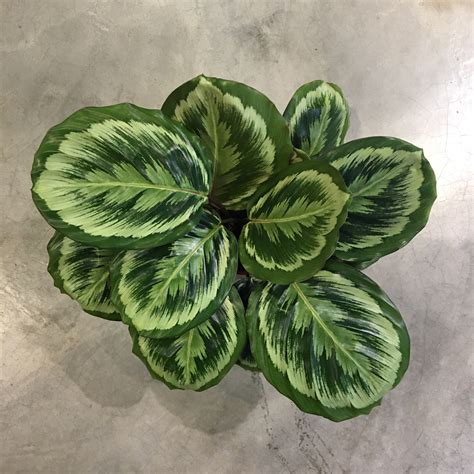 Calathea Plant Varieties