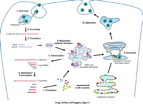 Generalization Of Nidovirales Life Cycle Based On The Information