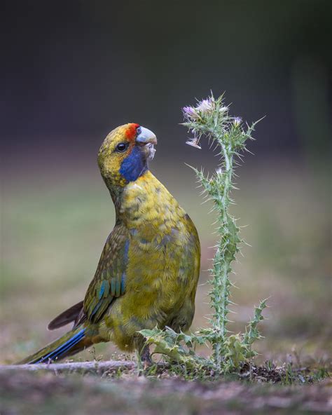 Green Rosella | Sean Crane Photography