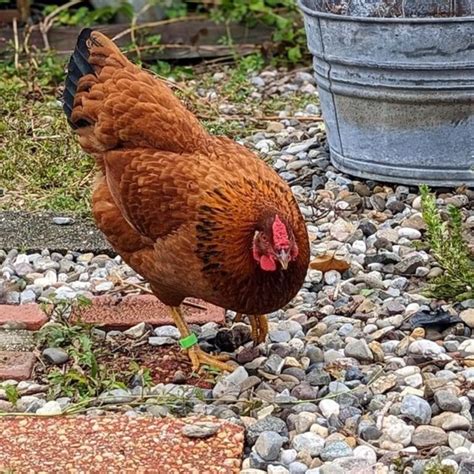 Cinnamon Queen Chicken Breed Info Where To Buy Chicken Chicks Info