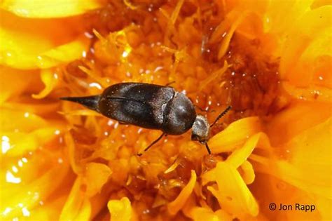 Tumbling Flower Beetle Mordella Bugguidenet