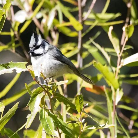 Bridled titmouse - Facts, Diet, Habitat & Pictures on Animalia.bio