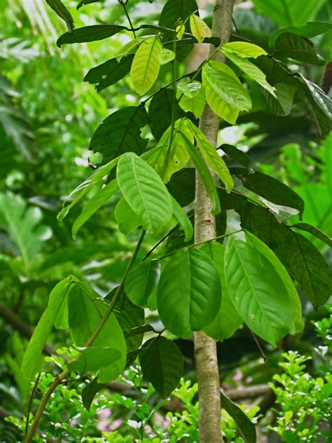 1784 Philippine Tree Of The Month Rambutan