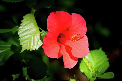 Red Hardy Hibiscus Flower Photograph by Nelson Souto | Pixels