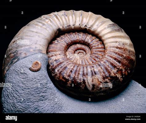 Ammonites Ammonite Fossils Of The Large Asteroceras Confusum And The