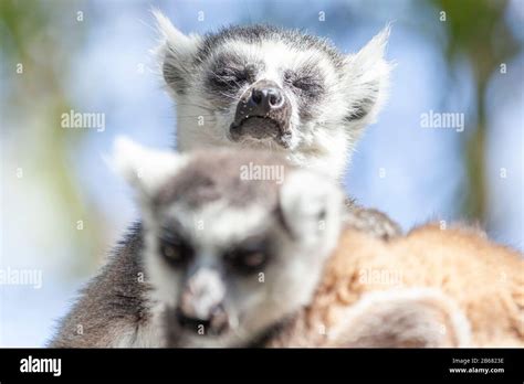 Madagascar - What a wonderful place!!! Stock Photo - Alamy