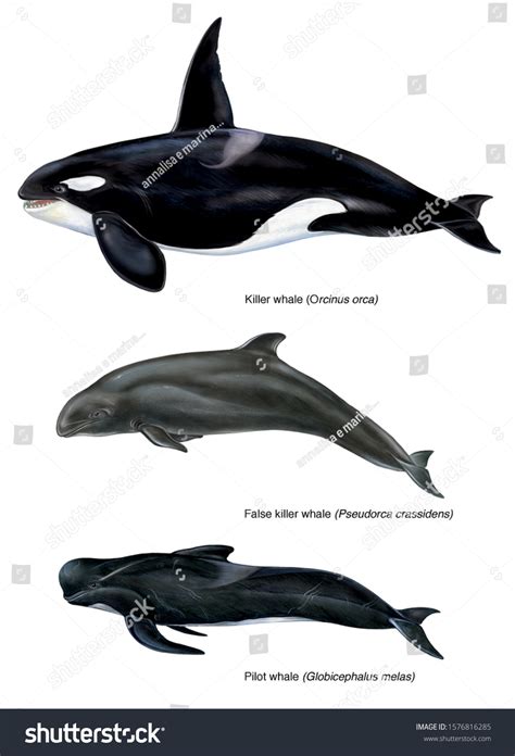 False Killer Whale: Over 18 Royalty-Free Licensable Stock Illustrations ...