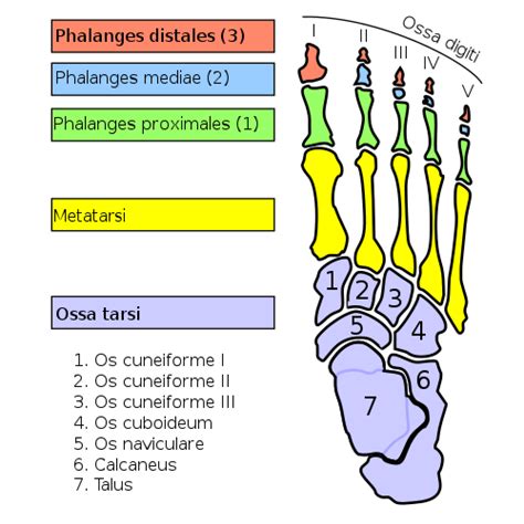 How many bones are in the phalanges? - Quora