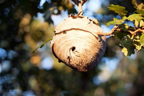 Bald Faced Hornet Nest: Everything You Need to Know – Midway Pest ...