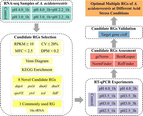 Frontiers Transcriptome Based Selection And Validation Of Reference