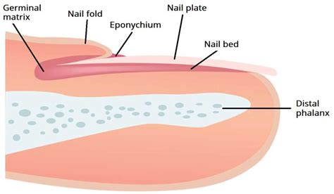 Exploring The Anatomy Of Nails A Labeled Diagram