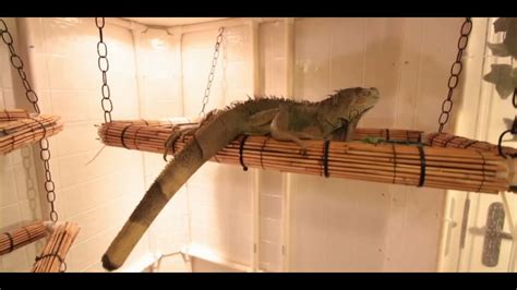 How To Set Up An Iguana Cage Small Pets Youtube