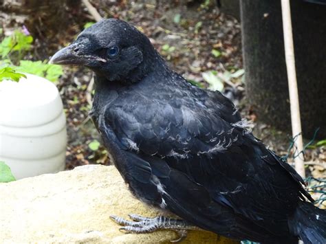 Fluffy Baby Crow