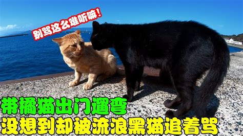 带橘猫出门遛弯没想到却被流浪黑猫追着骂都快把橘猫骂哭了 YouTube