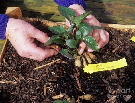 Dahlia Propagation Photograph by Geoff Kidd/science Photo Library ...